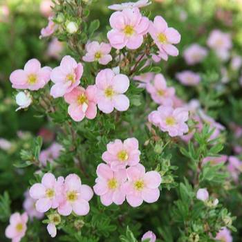 Лапчатка кустарниковая ‘Lovely Pink’ (Potentillla fruticosa ‘Lovely Pink’ синоним 